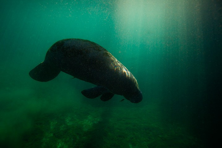 Karibik-Manati Trichechus manatus West Indian Manatee